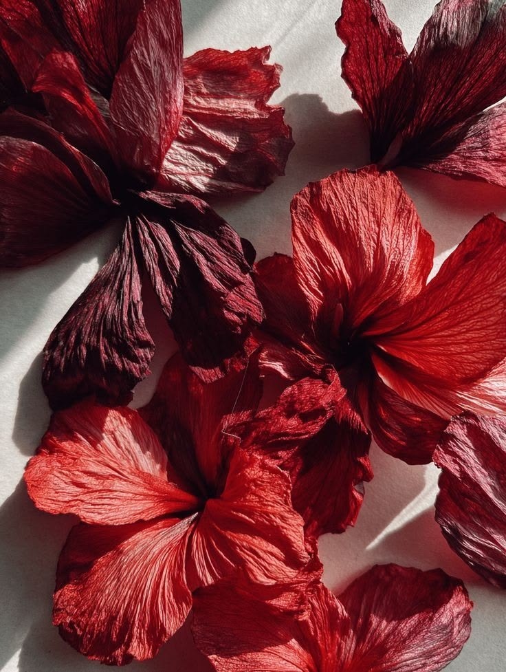 Karkadeh: how hibiscus became Egypt's national refreshment